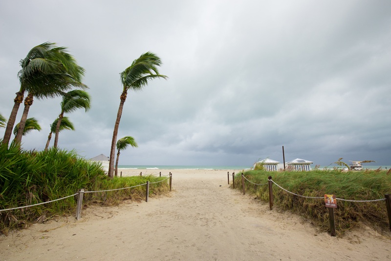 Windy weather blowing palms on the beach
